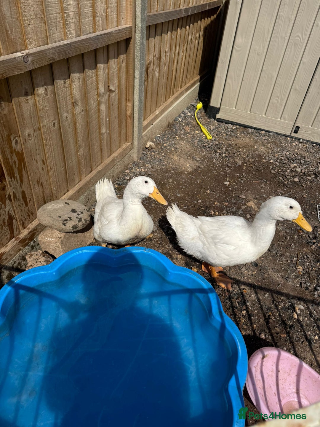 Ducks poultry for sale: Peking ducks - Image 2