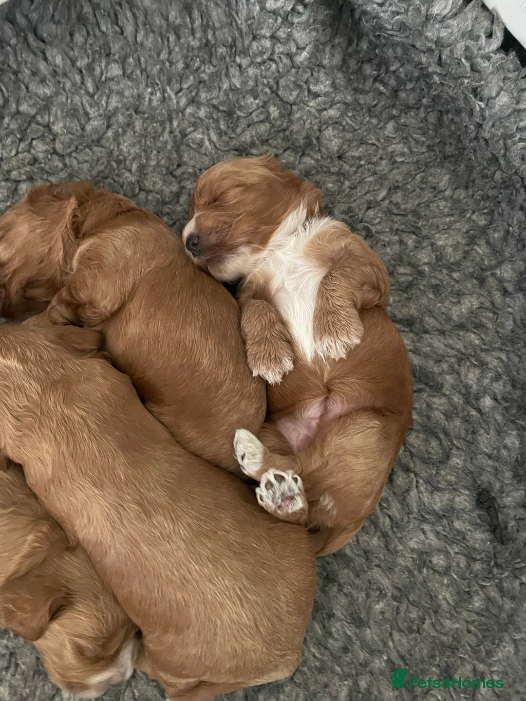 Cockapoo dogs for sale: F1 cockapoos parents dna health tested - Image 4