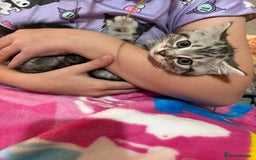 British Shorthair cats for sale: British shorthair cross kittens - Image 2