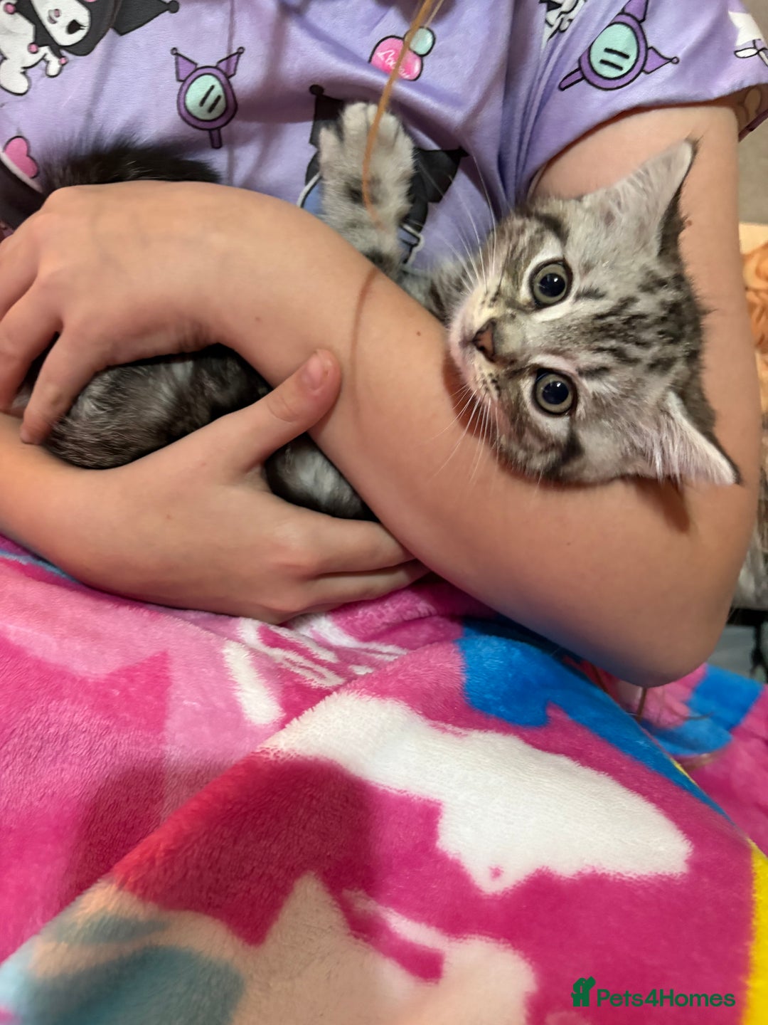 British Shorthair cats for sale: British shorthair cross kittens - Image 2