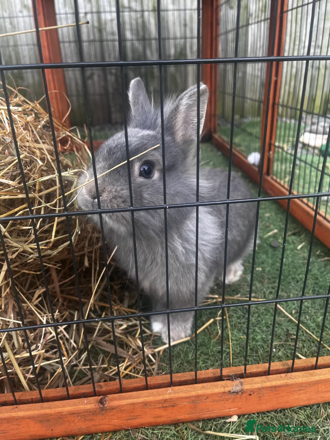 Mixed Breed rabbits for sale: 2 rabbits for sale  - Advert 2