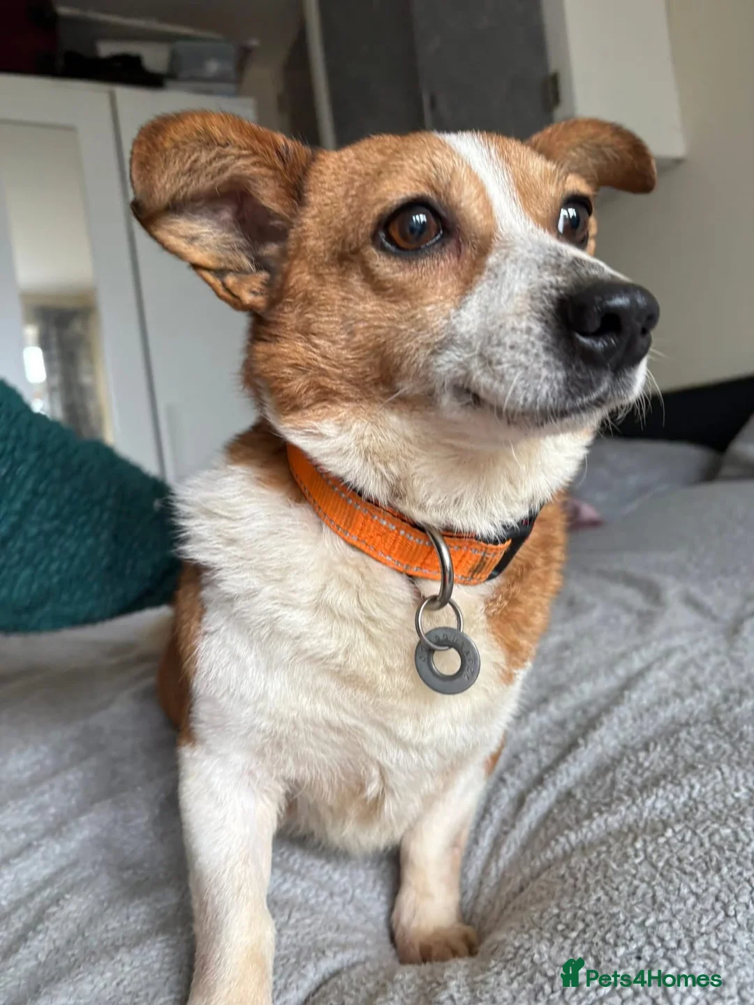 Mixed Breed dogs for adoption: Polly - Norwich Norfolk  - Advert 2
