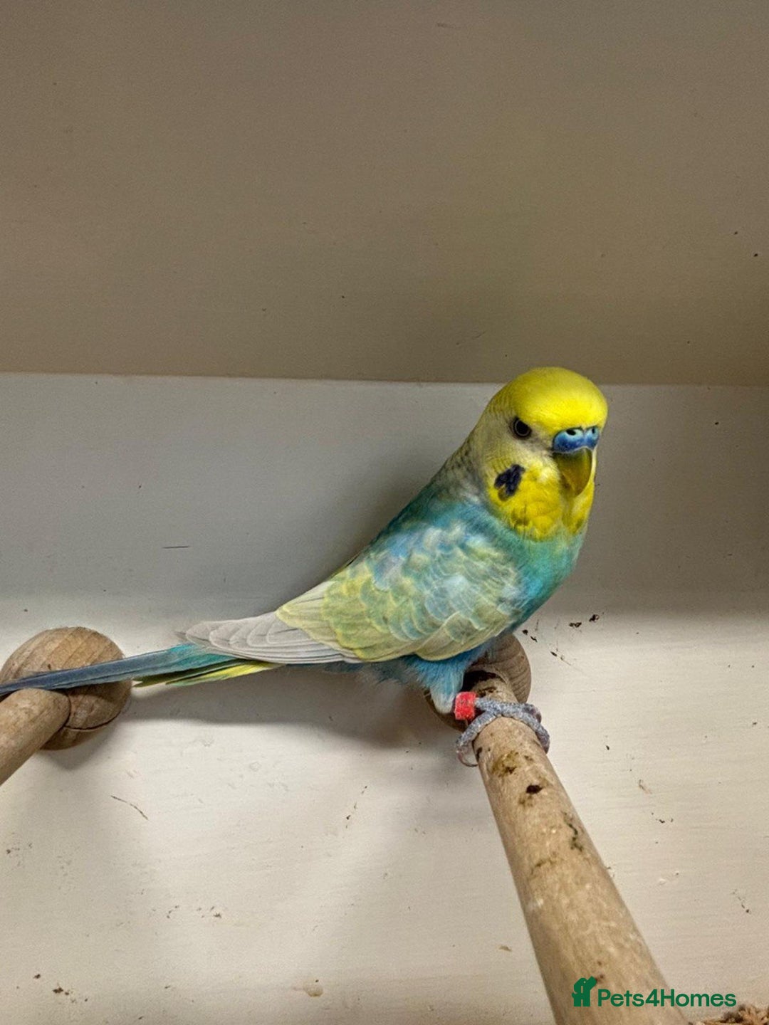 Budgerigars birds for sale: Beautiful rainbow budgerigars - Image 3