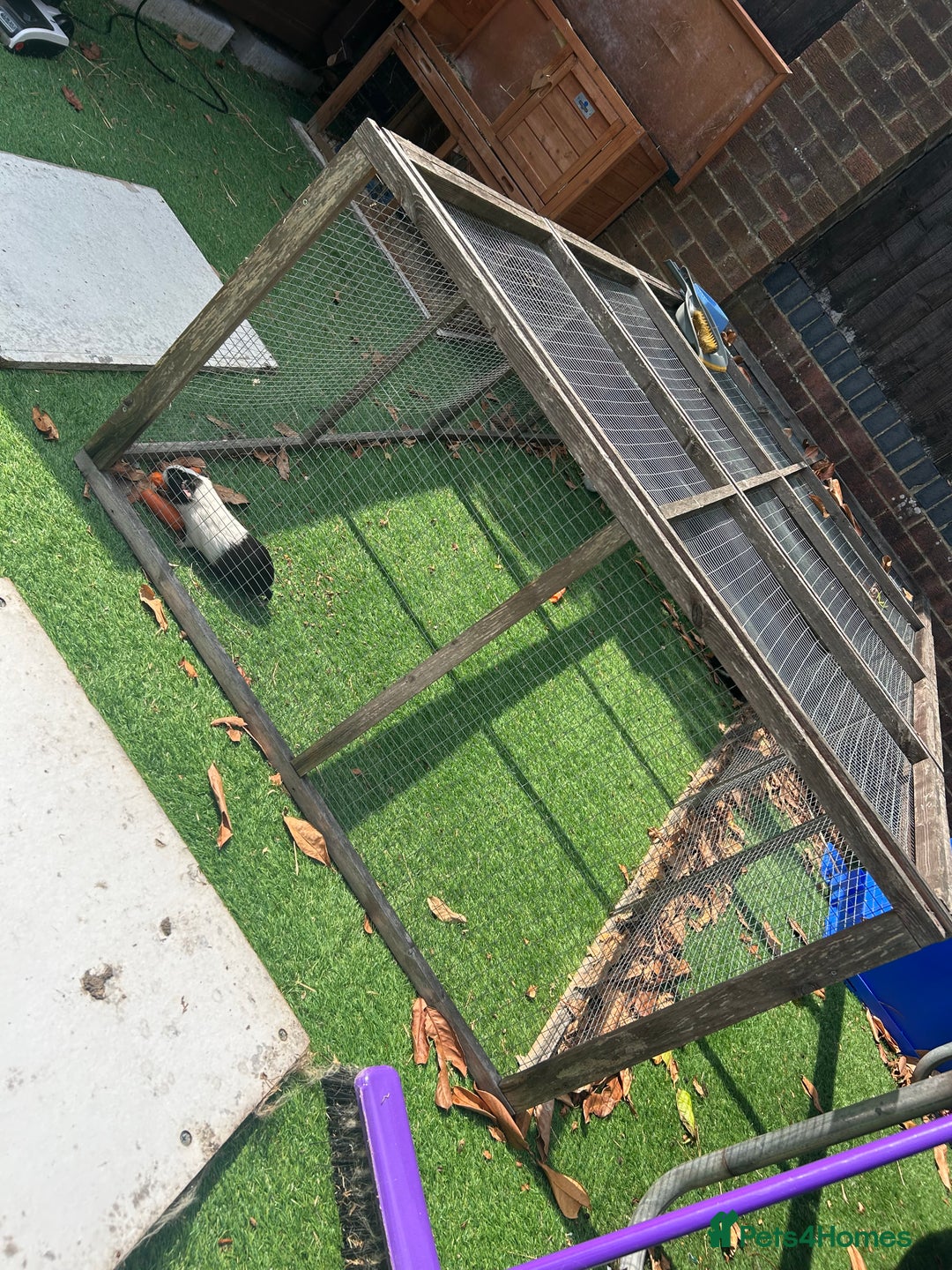 Guinea Pig rodents for sale: 3 female guinea pigs  - Image 4