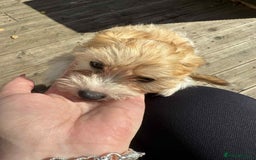 Chinese Crested dogs for sale: Chinease crested powder puff  - Image 16