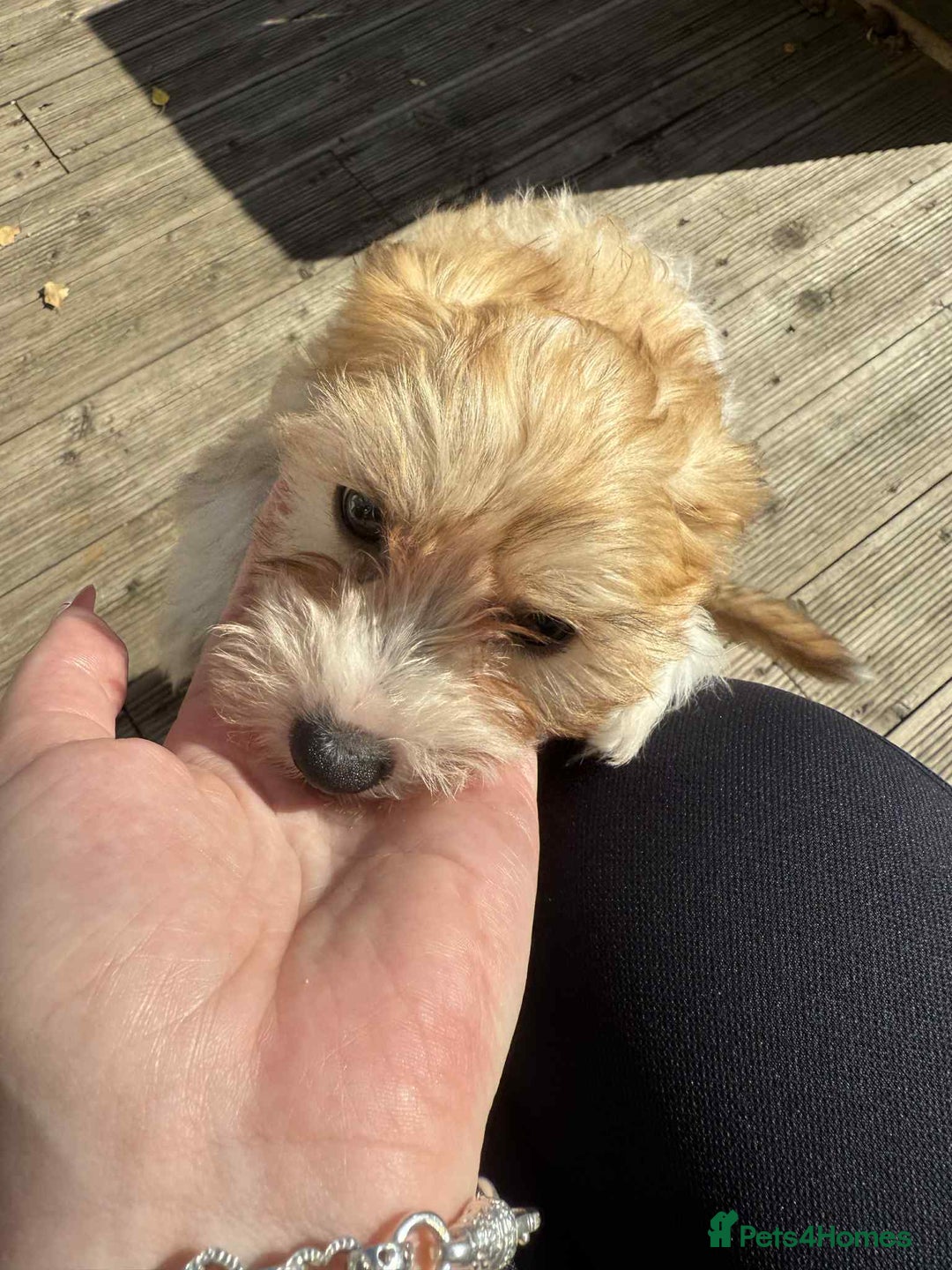 Chinese Crested dogs for sale: Chinease crested powder puff  - Image 16