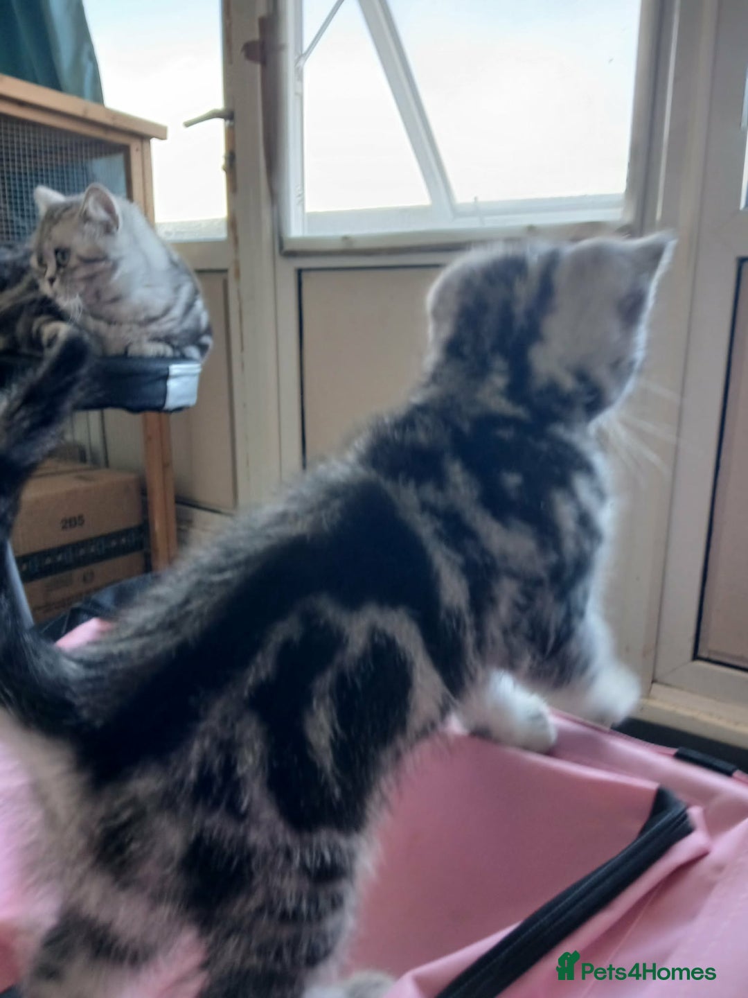 British Shorthair cats for sale: BshTabby kittens.GCCF.Available on 15.February . - Advert 12