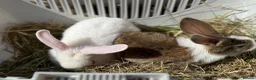 Mixed Breed rabbits for sale: 3 rabbits for sale - 2 albino/white 1 mixed - Advert 2
