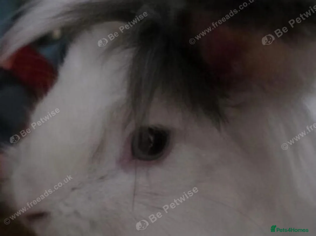Lionhead rabbits for sale: Adorable bunny looking for a loving new family in Telford - Advert 3
