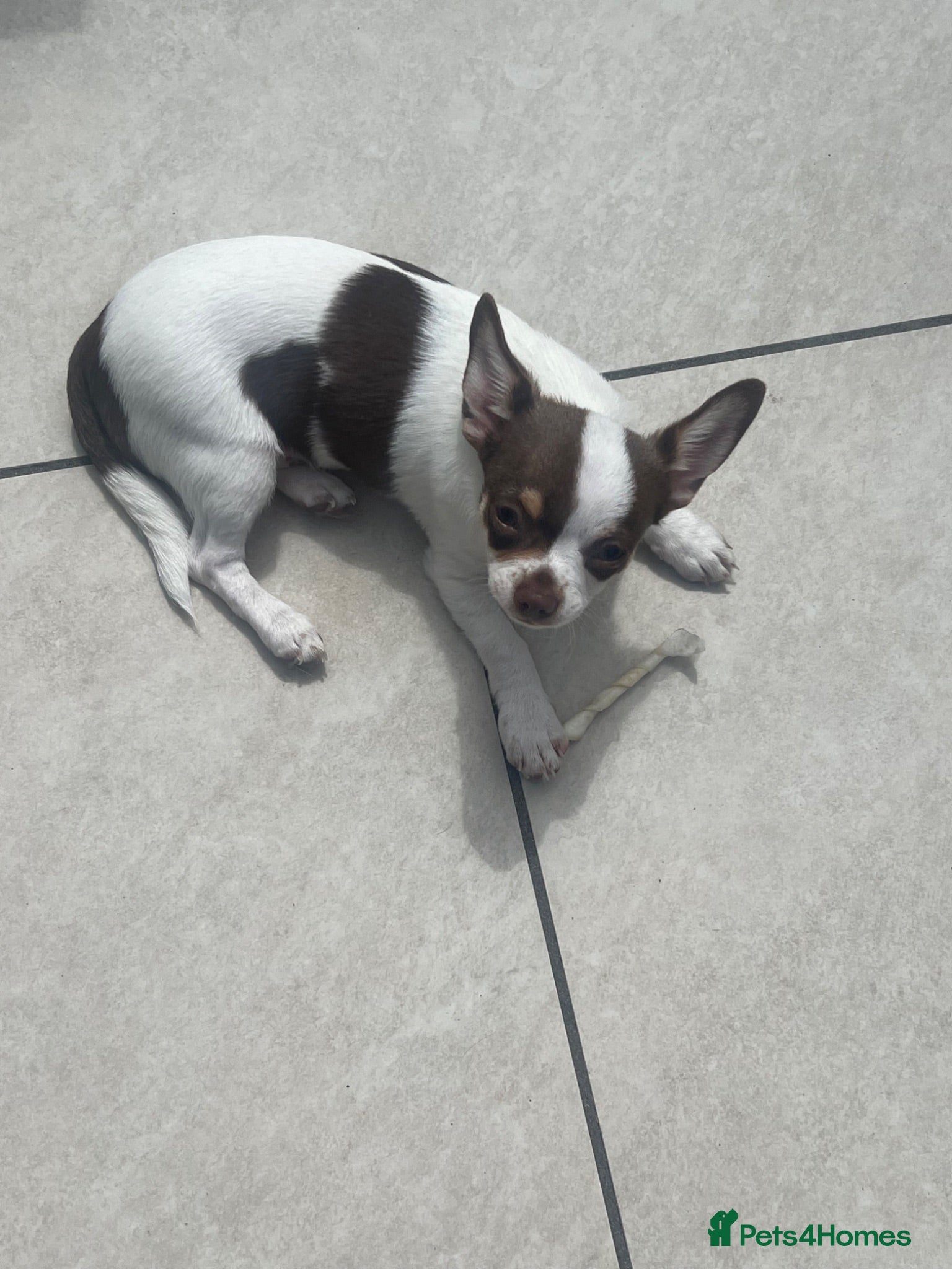 Chihuahua dogs Gorgeous  boy Chihuahua pup 💜 💜 - Advert 16