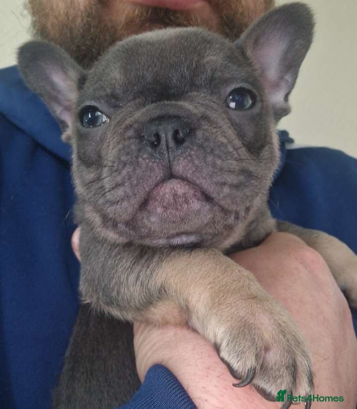 French Bulldog dogs French bulldog puppies for sale  - Advert 1