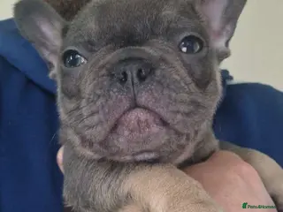 French Bulldog dogs French bulldog puppies for sale - Advert 1