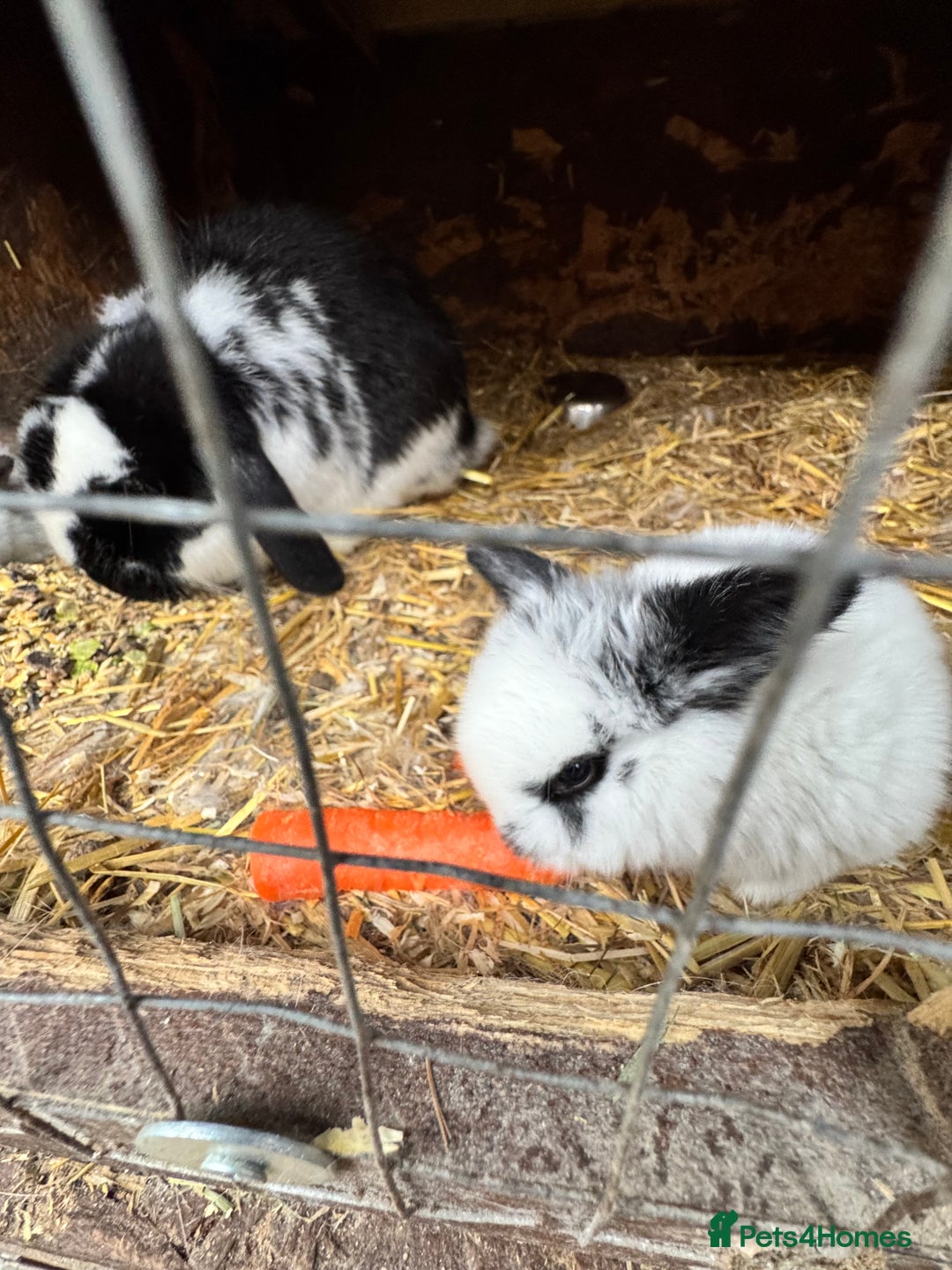 Mini Lop rabbits for sale: Mini lops - Advert 1