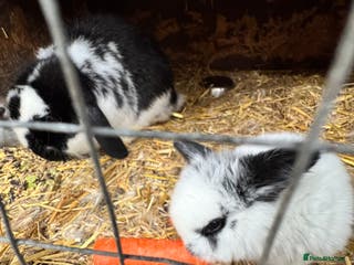 Mini Lop rabbits Mini lops - Advert 10