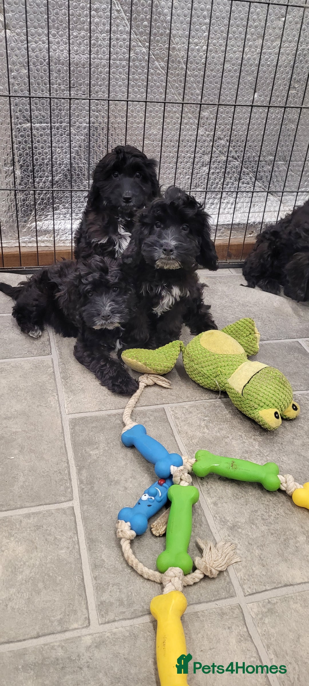 Cockapoo dogs for sale: 3 Stunning Black Girls F1 Show type cockapoos - Advert 30