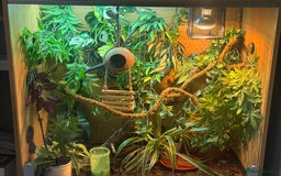 Chameleon reptiles for sale: Yemen chameleon plus vivarium and full set up  - Advert 4