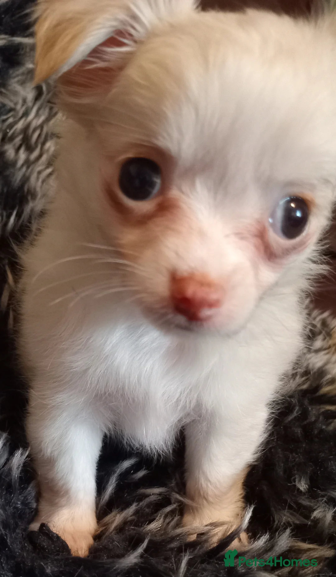 Chihuahua dogs for sale: Chihuahua long coat puppies in Peterborough - Advert 7