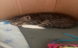 Mixed Breed cats for sale: MaineCoon x X British blue/Scottish fold  - Image 14