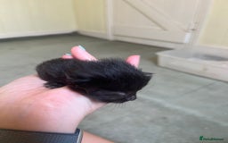 Domestic Shorthair cats for sale: Kittens for sale £80 - Image 13