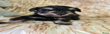 Miniature Schnauzer 1