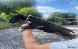 English Bull Terrier dogs for sale: English Bull Terrier Puppies - Image 1