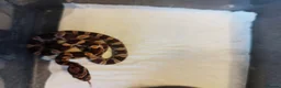 Corn Snake reptiles for sale: Cb 2025 cornsnake hatchlings  - Advert 5