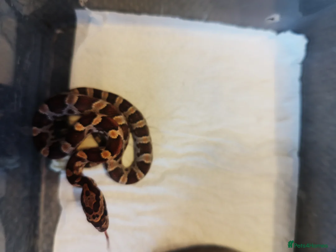 Corn Snake reptiles for sale: Cb 2025 cornsnake hatchlings  - Advert 5