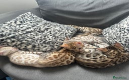Bengal cats for sale: Outstanding kittens from Show parents. - Image 9