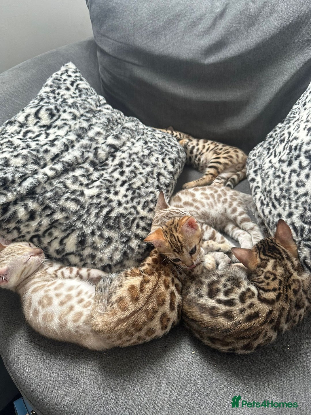 Bengal cats for sale: Outstanding kittens from Show parents. - Image 9