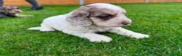 Cockapoo dogs for sale: Cockapoo Babies 🐾🐾🐾 - Advert 5