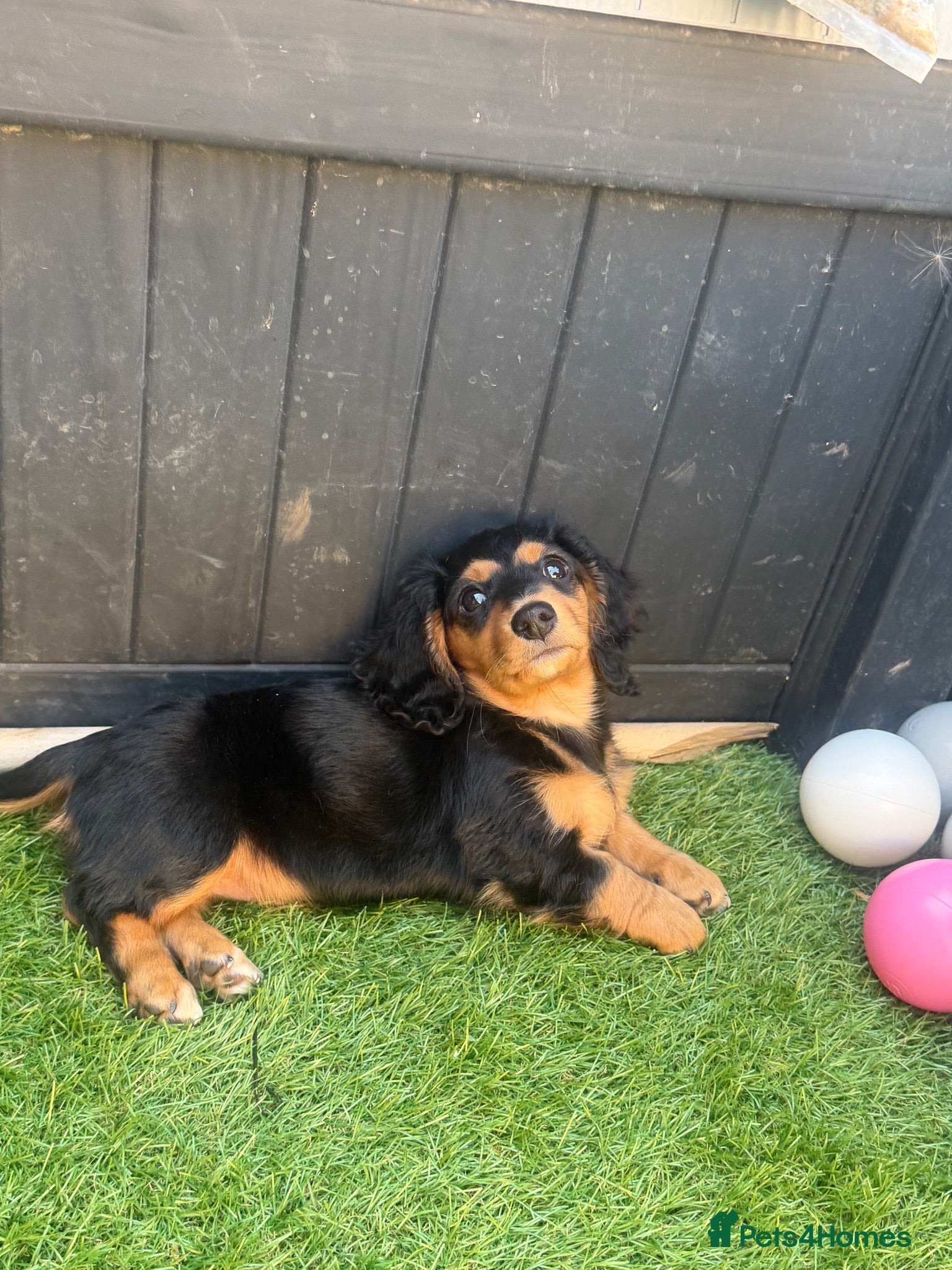 Miniature Dachshund dogs Quality LH KC mini dachshund 1 boy!!!! REDUCED !! - Advert 1