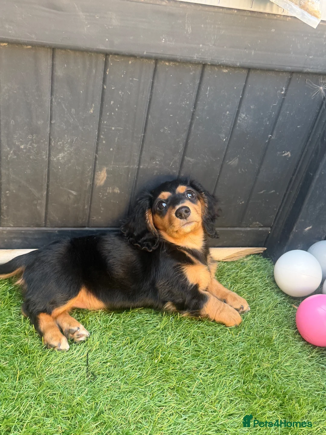 Miniature Dachshund dogs for sale: Quality LH KC mini dachshund 1 boy!!!! REDUCED !! - Advert 1