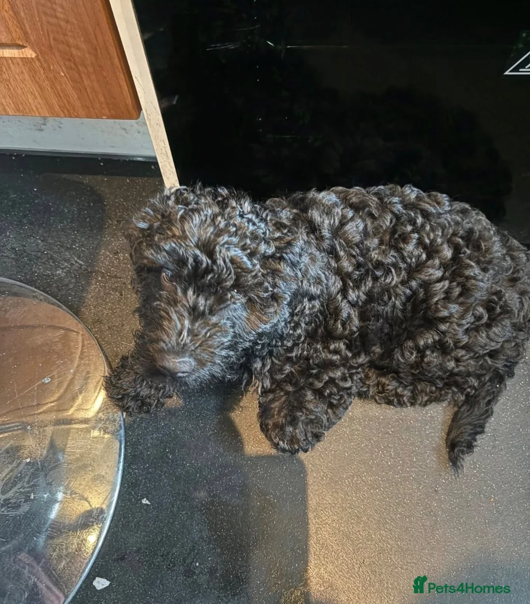 Cockapoo dogs for sale: Oakley the cockapoo in Exeter - Advert 1