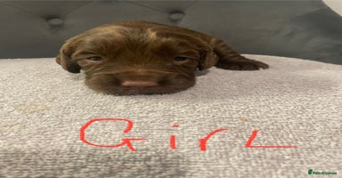 Cocker Spaniel dogs - Advert 5