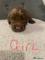 Cocker Spaniel dogs - Advert 5