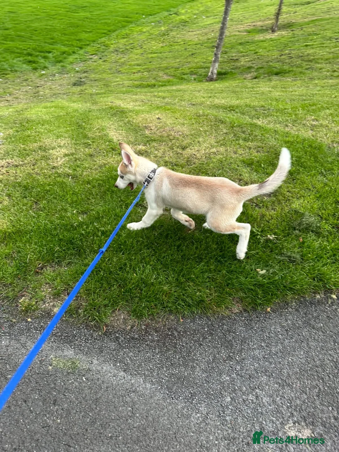 Siberian Husky dogs for sale: 🐾 Beautiful 12-Week-Old Siberian Husky Puppy  - Advert 4