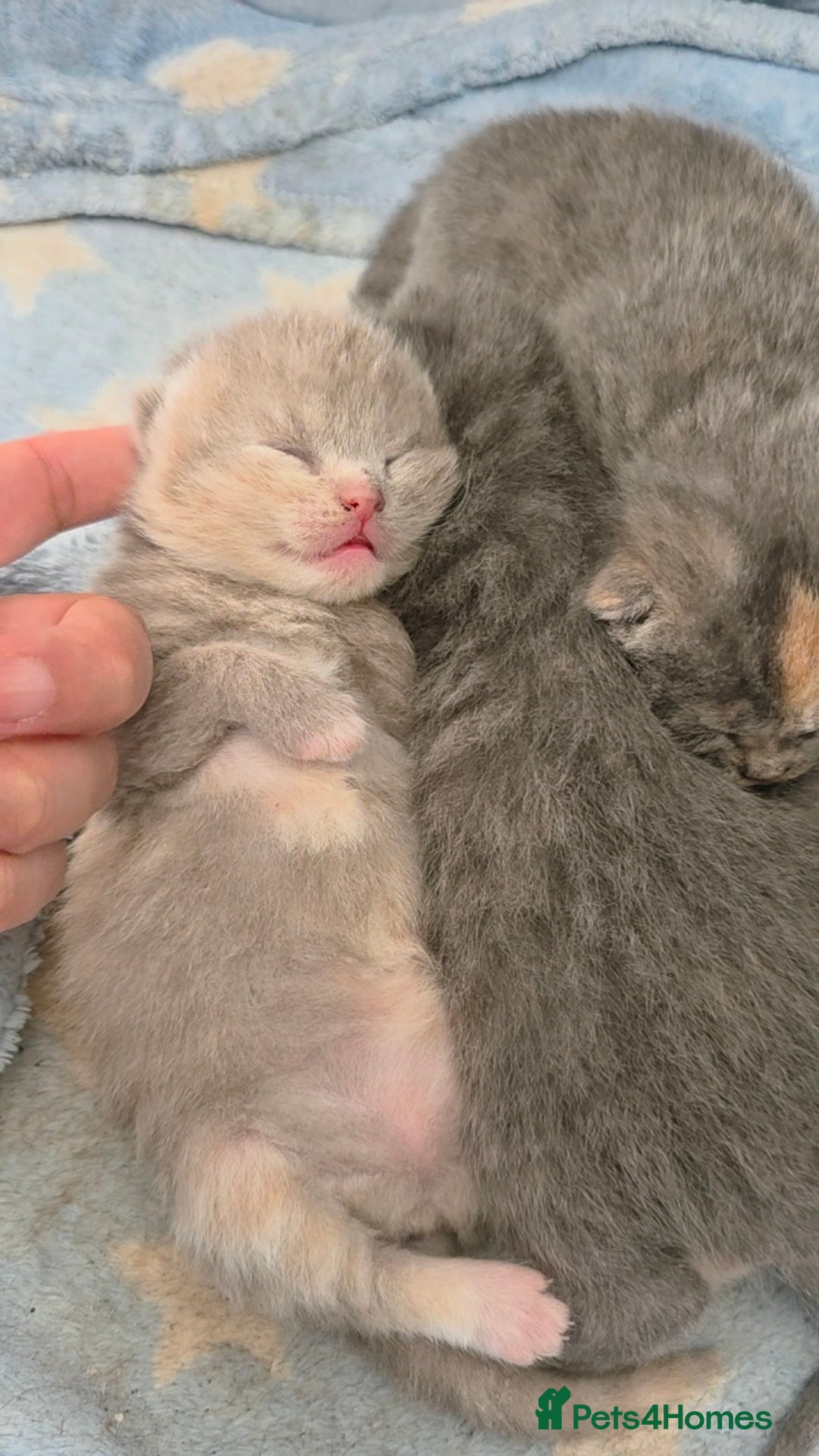 Mixed Breed cats for sale: Red point Ragdoll X Blue British Shorthair - Image 18