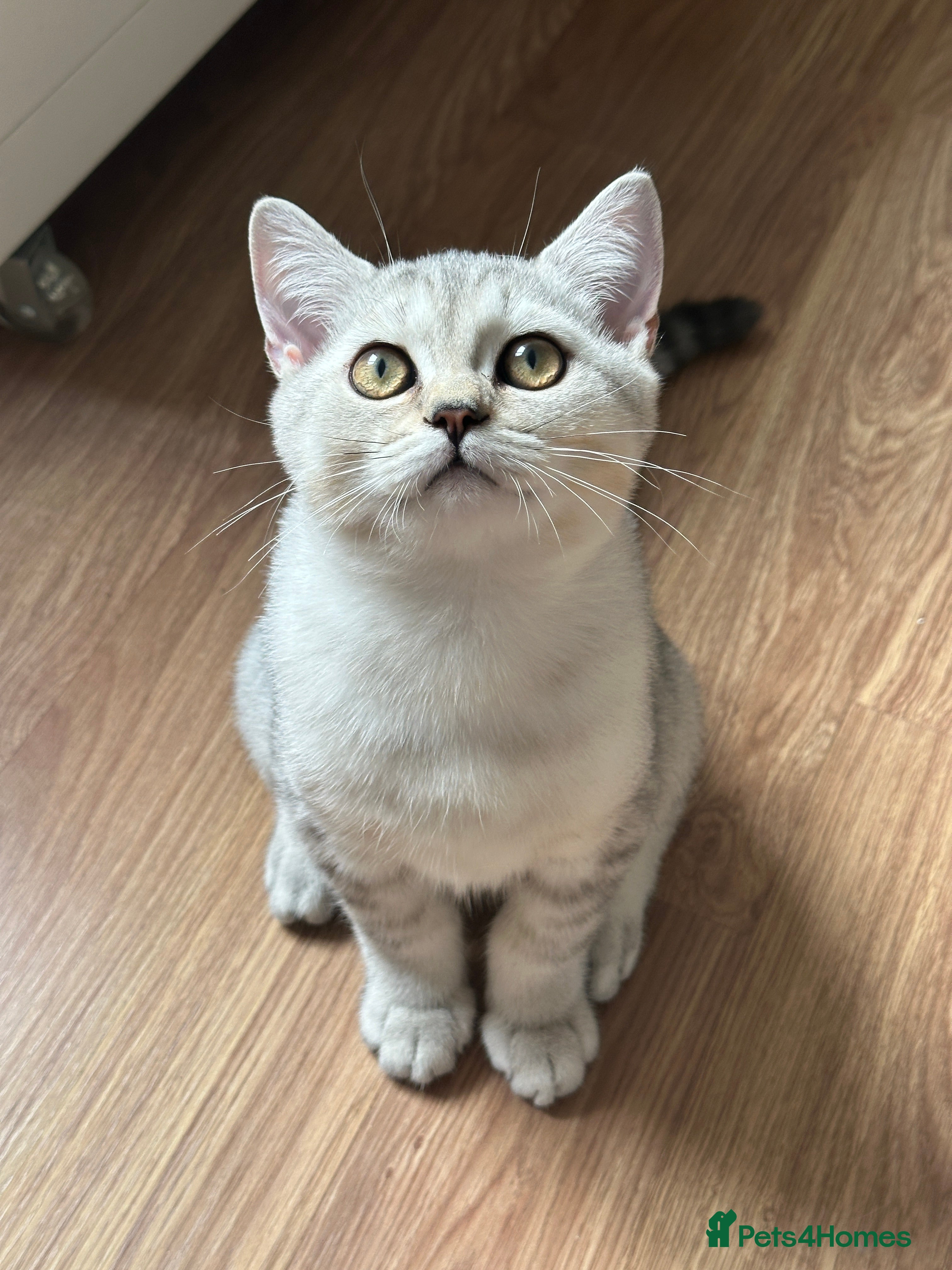 British Shorthair cats Gorgeous British Longhair & Shorthair Kittens - Advert 18