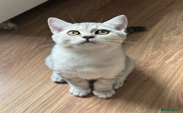 British Shorthair cats - Advert 5