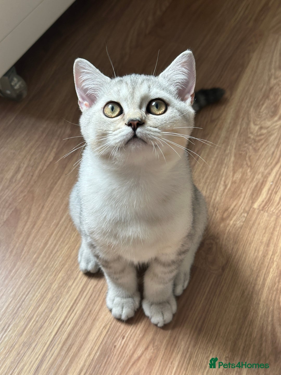 British Shorthair cats for sale: Gorgeous British Longhair & Shorthair Kittens - Image 16