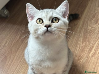 British Shorthair cats - Advert 16