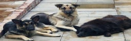 German Shepherd dogs for sale: Last remaining beautiful girl german shepherd pup - Advert 5