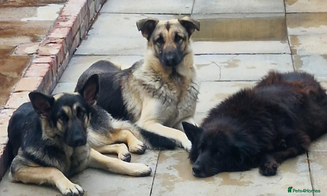 German Shepherd dogs for sale: Last remaining beautiful girl german shepherd pup - Advert 5