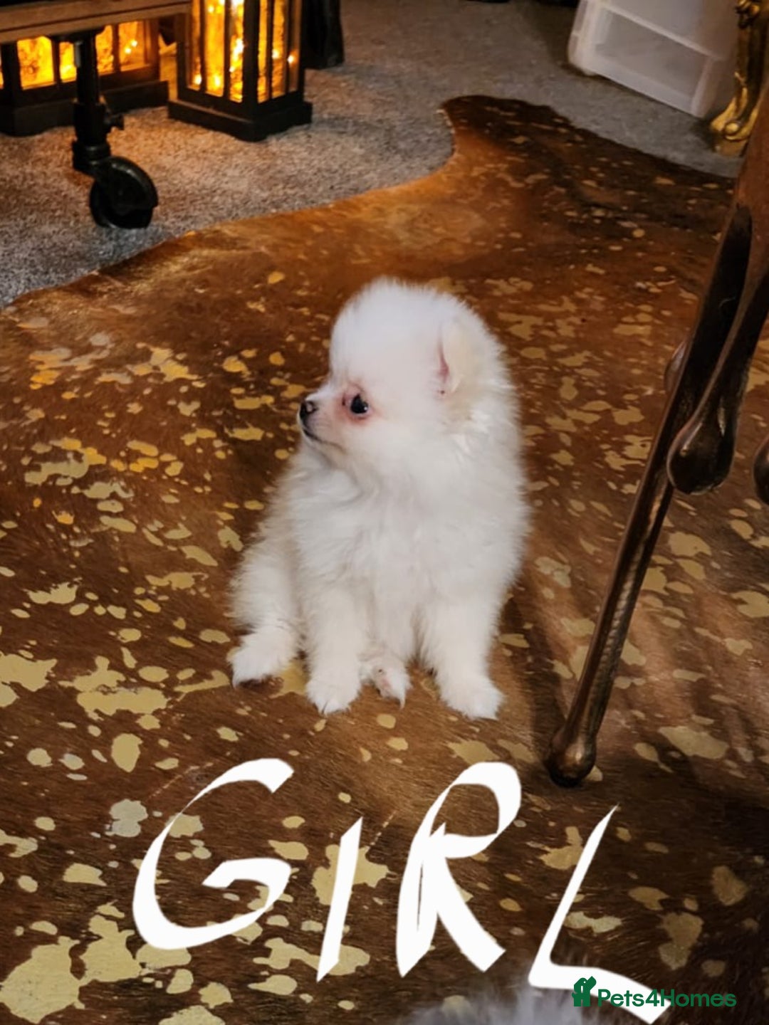 Pomeranian dogs for sale: K C registered beautiful Pomeranians - Advert 9