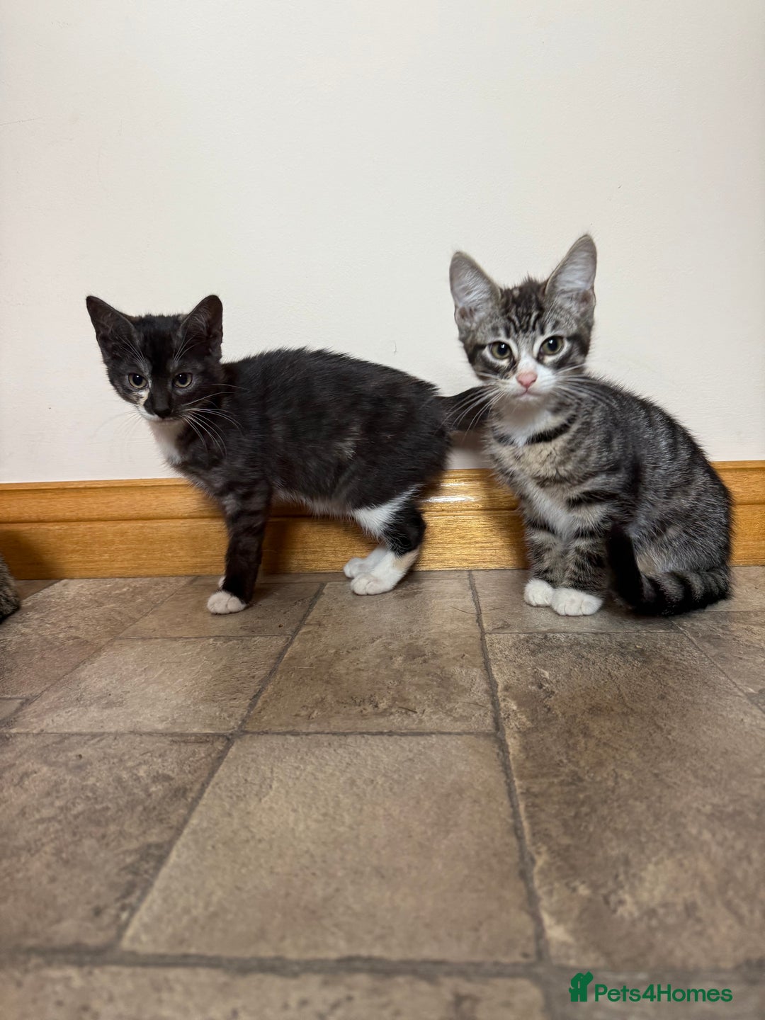 Mixed Breed cats for sale: Kittens for sale  - Image 6