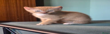 Sphynx Kitten 4 male