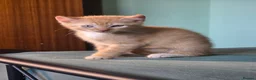 Sphynx cats for sale: Sphynx / Devon Rex Mix Kittens Ready Homes - Advert 23