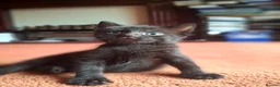 British Shorthair cats for sale: Beautiful baby kittens.  in Larbert - Advert 3
