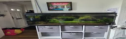 Axolotl reptiles for sale: 2 male axolotls in Plymouth - Advert 2