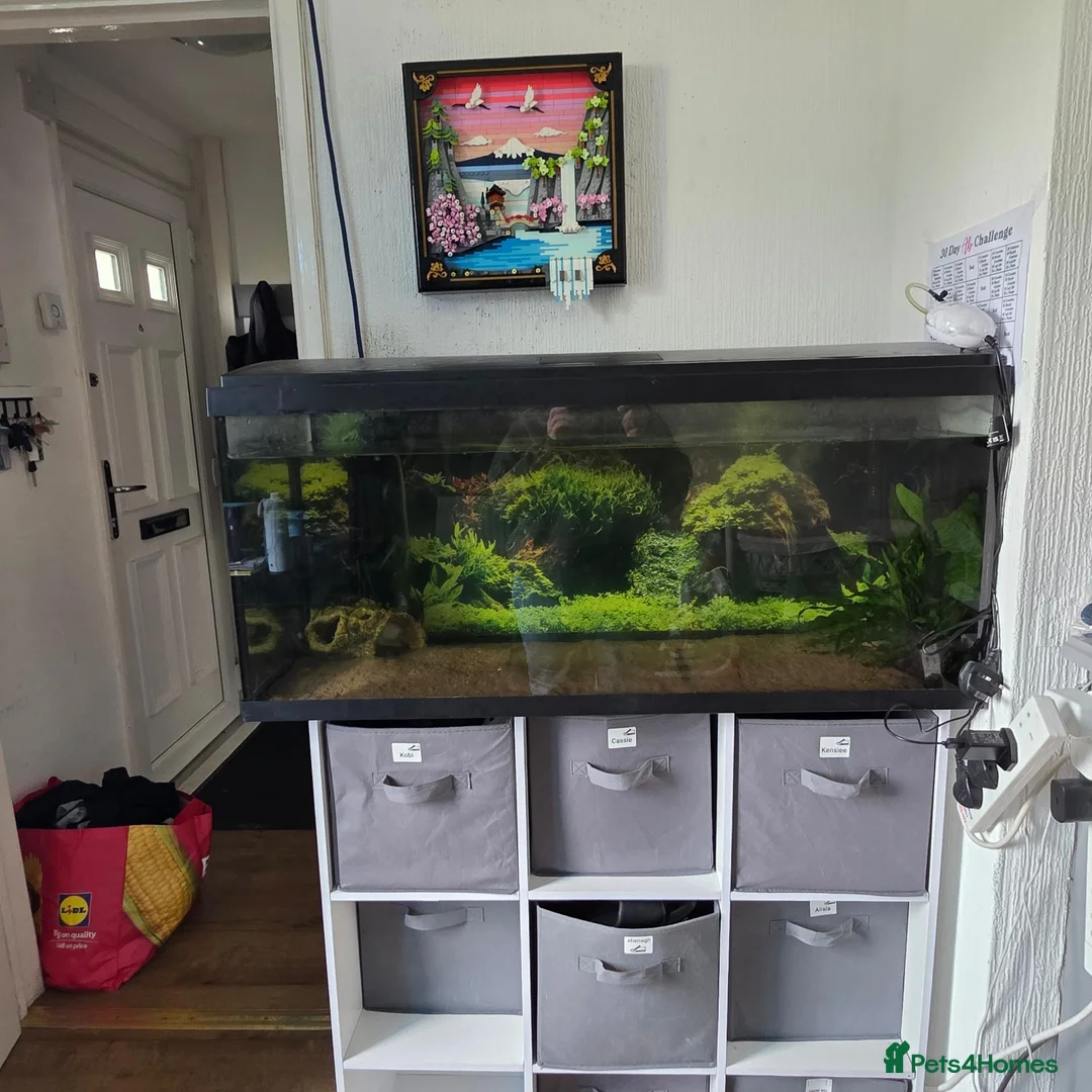 Axolotl reptiles for sale: 2 male axolotls in Plymouth - Advert 2